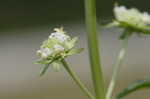 Clustered bushmint